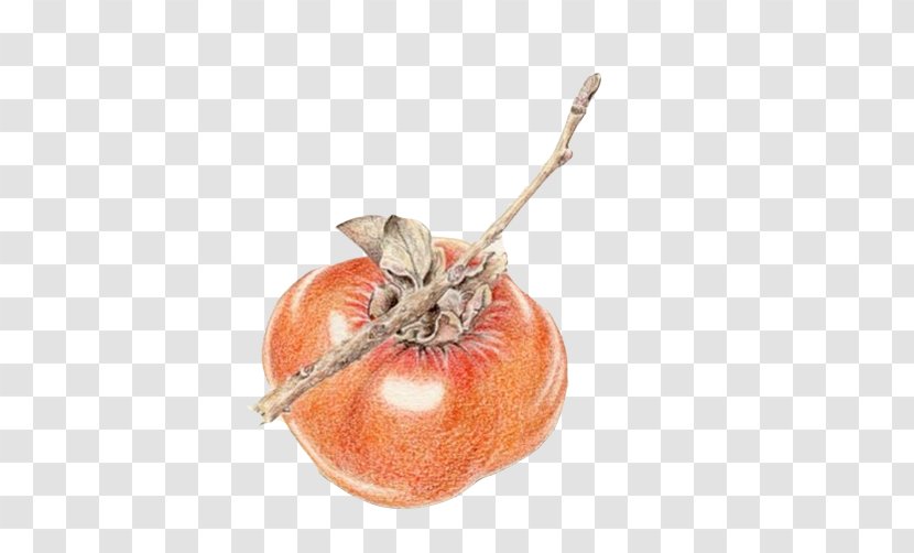 Persimmon Calabaza Painting - Winter Squash - Hand Material Picture Transparent PNG
