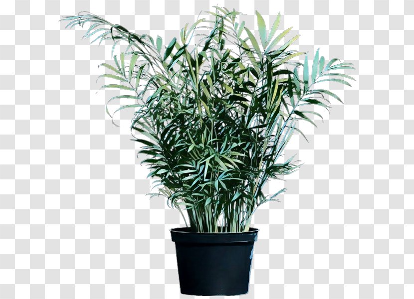 Palm Trees Flowerpot Houseplant Chamaedorea Plants - Herb - Shrub Transparent PNG