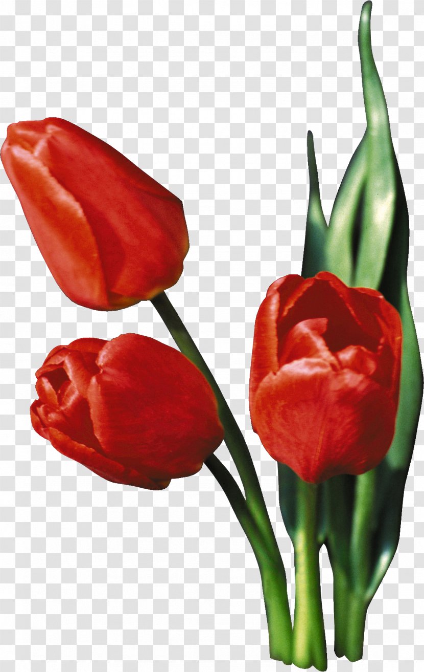 Tulip Flower Clip Art - Flowering Plant Transparent PNG