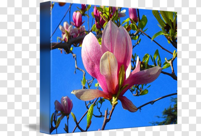 Magnoliaceae Painting Flowering Plant Art - Money - Magnolia Flower Transparent PNG