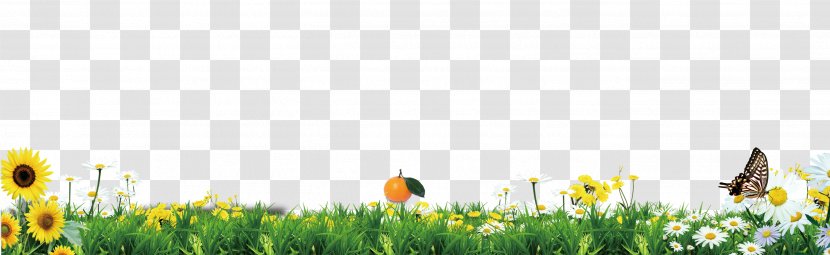 Green Grass Borders Texture - Lawn - Spring Transparent PNG
