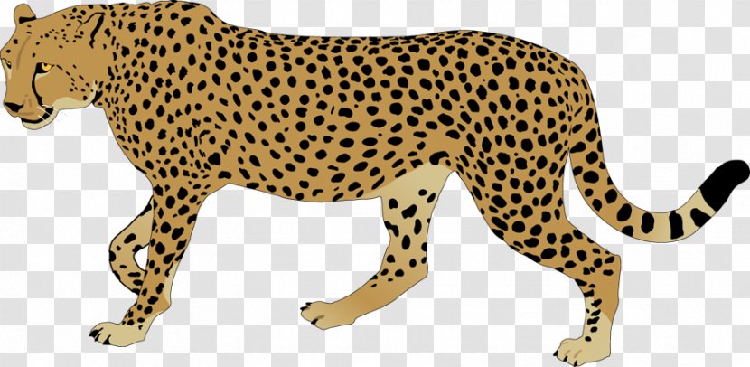 Cheetah Leopard Clip Art - Puma - Cliparts Transparent PNG