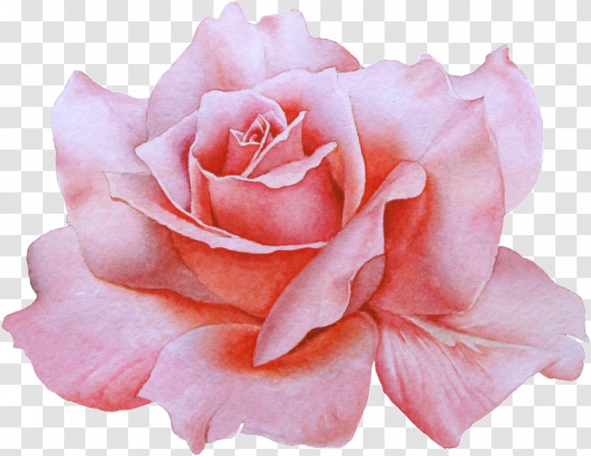 Watercolor Painting Drawing Illustration - Pink - Scented Geranium Rose Transparent PNG