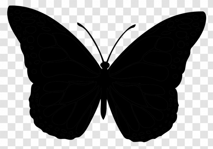 Brush-footed Butterflies Vector Graphics Illustration Stock Photography Euclidean - Black - Lepidoptera Transparent PNG