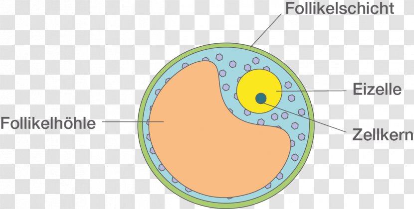 Egg Cell Ovarian Follicle Spermatozoon Zygote Fertilisation - Text - Babys Transparent PNG