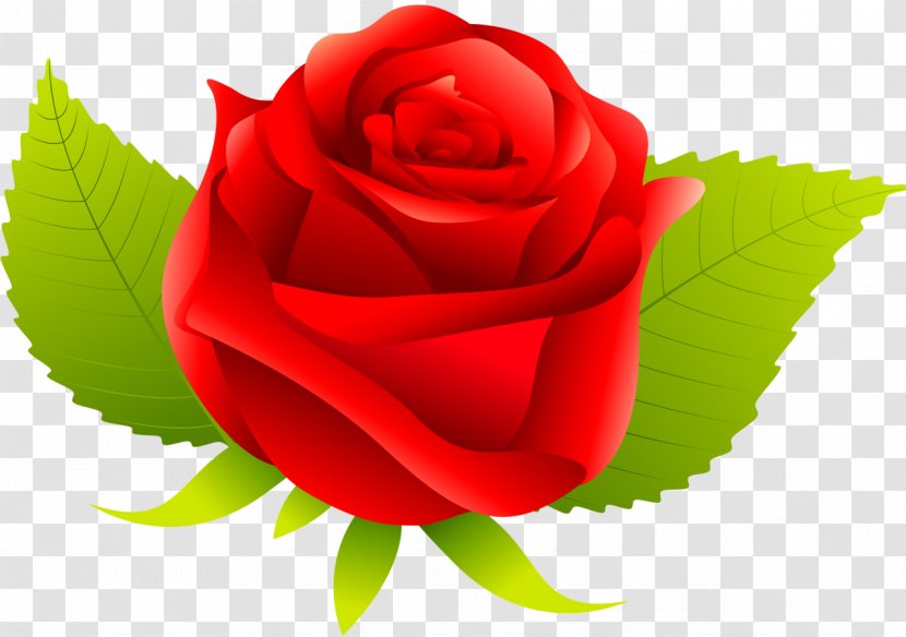 Flower Centifolia Roses Rosa Chinensis Gallica - Red Rose Transparent PNG