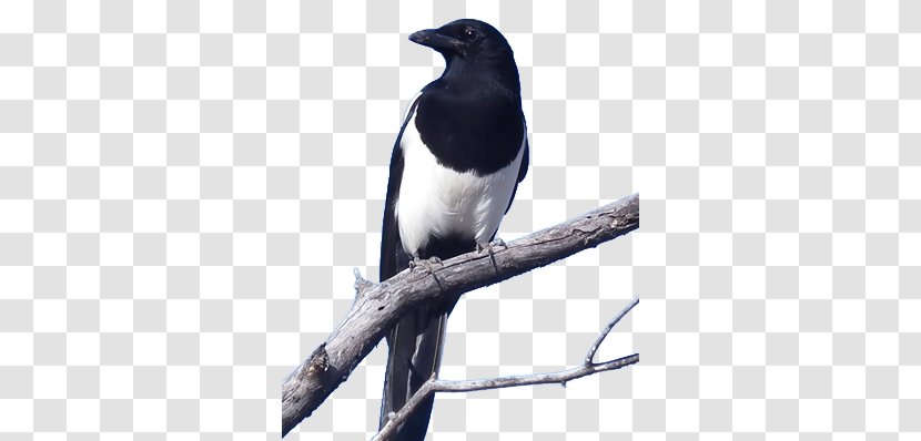 Eurasian Magpie Crows Bird Black-billed - Talking Transparent PNG