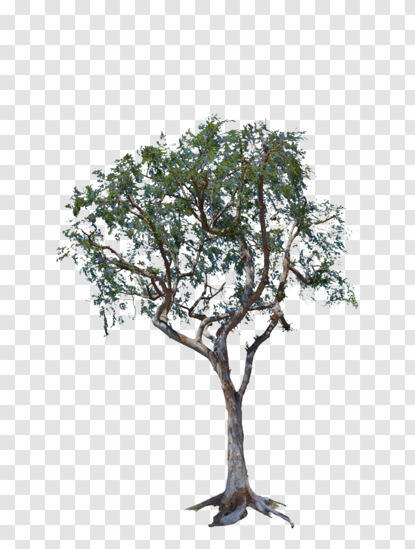 Woody Plant Tree Houseplant - Share Transparent PNG