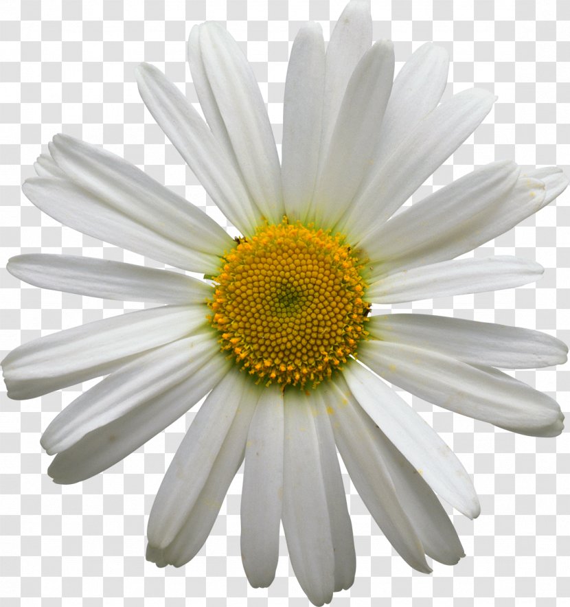 Flower Bouquet Floral Design Window Box Garden - Marguerite Daisy - Camomile Transparent PNG