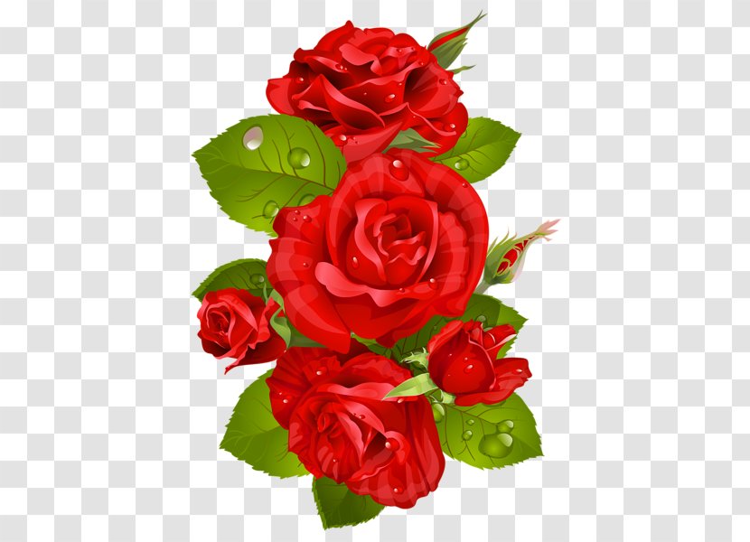Garden Roses Clip Art - Color - Rose Transparent PNG
