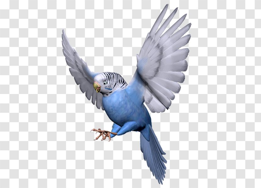 Budgerigar Lovebird Parrot - Feather Transparent PNG