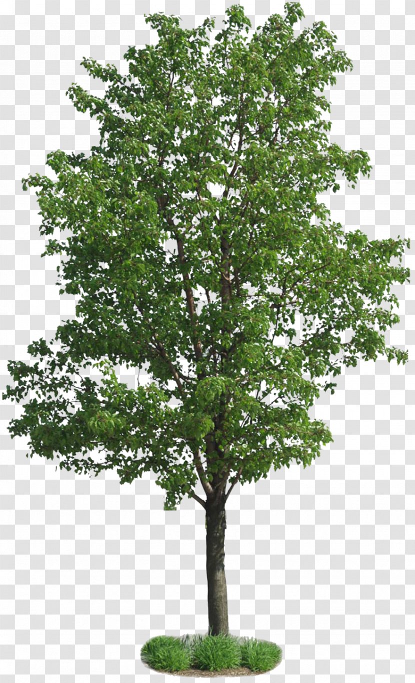 Populus Nigra Tree European Aspen Plant - Cottonwood - Green ...