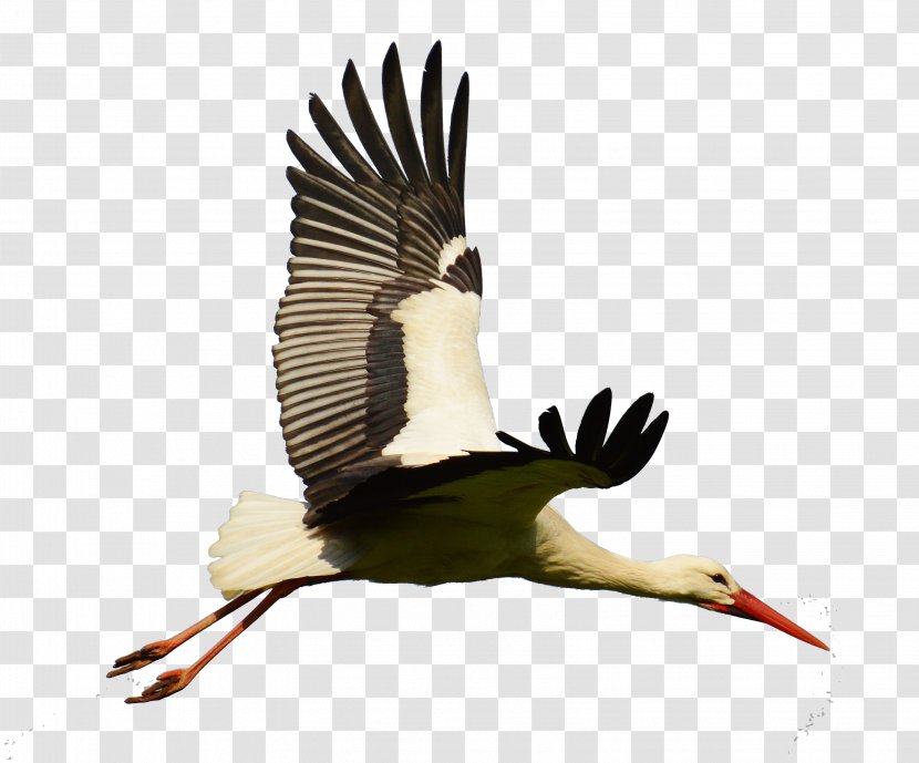 White Stork Bird Goose Flight - Wing - Flying Geese Transparent PNG