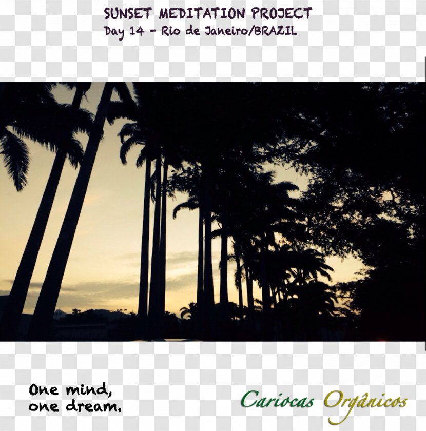Stock Photography Brand Sky Plc Font - Tree - Sunset Dreams Transparent PNG