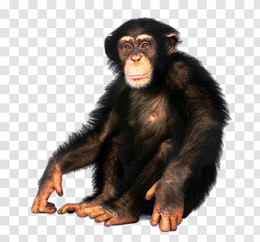 Japanese Macaque Common Chimpanzee Bonobo Ape Bornean Orangutan - Snout Transparent PNG