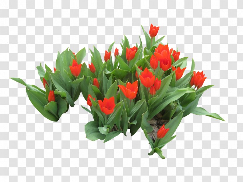 Floral Design Bird's Eye Chili Tulip Image - Leaf Frame Png Psd Files Transparent PNG