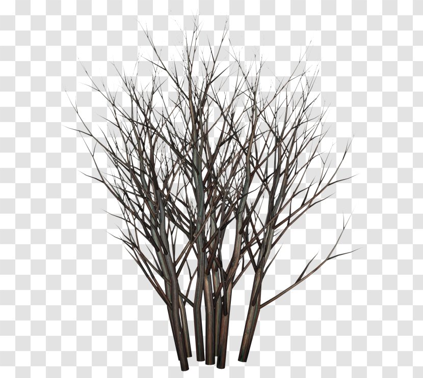 Twig Tree Planting Shrub - Monochrome Transparent PNG