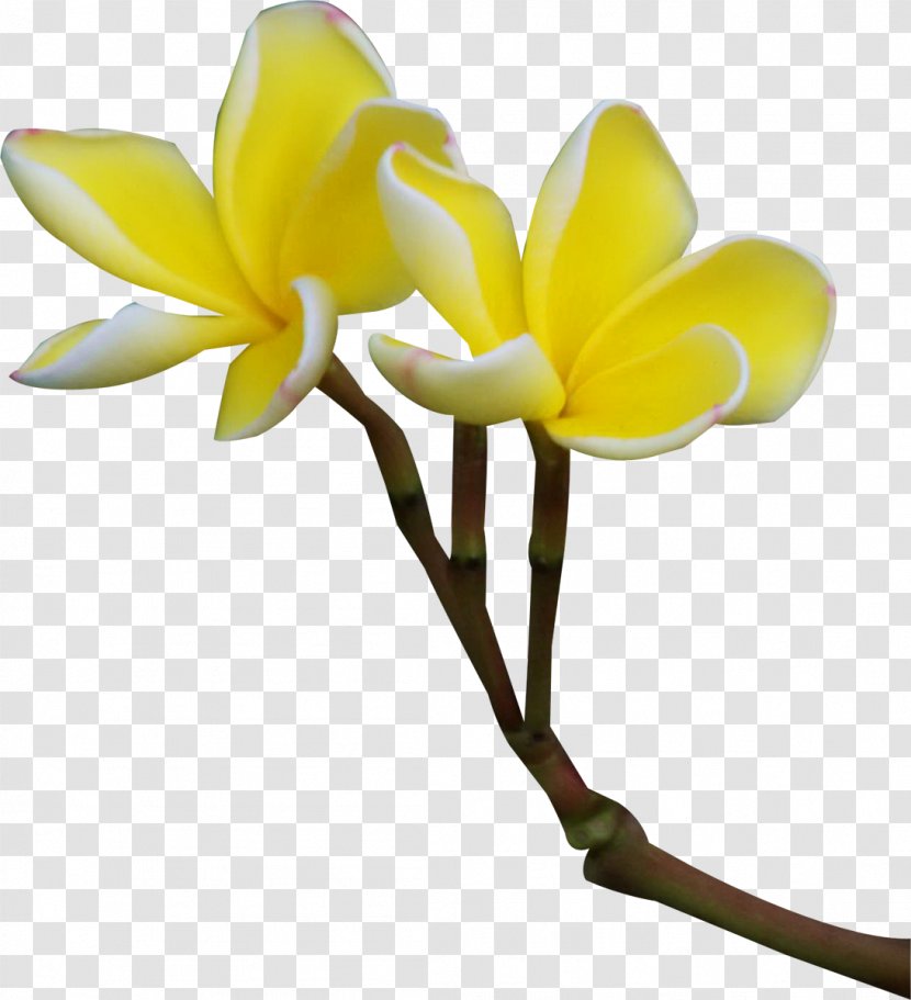 Flower Clip Art - Petal - Frangipani Transparent PNG