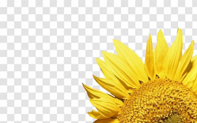 Common Sunflower Clip Art - Bud - Vector Transparent PNG