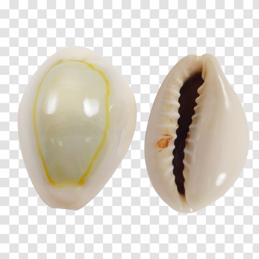 Cowry Seashell Cypraea Tigris Mollusc Shell Monetaria Moneta Transparent PNG