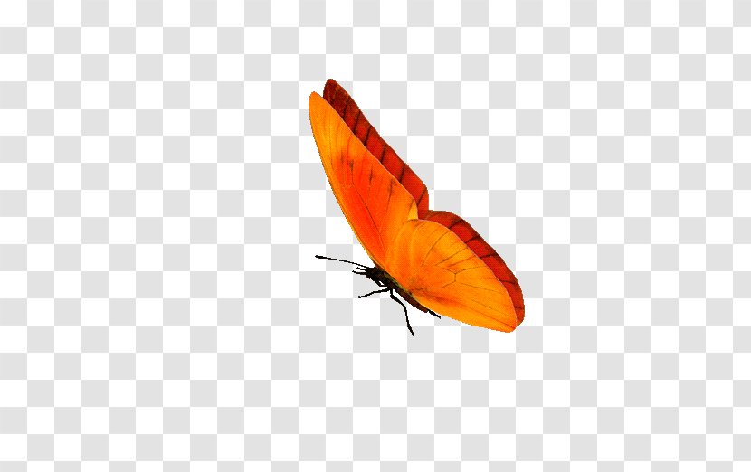 Butterfly GIF Clip Art Information - Wing Transparent PNG