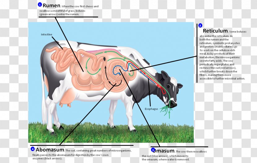 Ruminant Digestion Gastrointestinal Tract Rumen Monogastric - Animal Physiology Transparent PNG