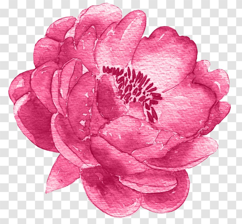 Watercolor Pink Flowers - Petal - Japanese Camellia Cut Transparent PNG