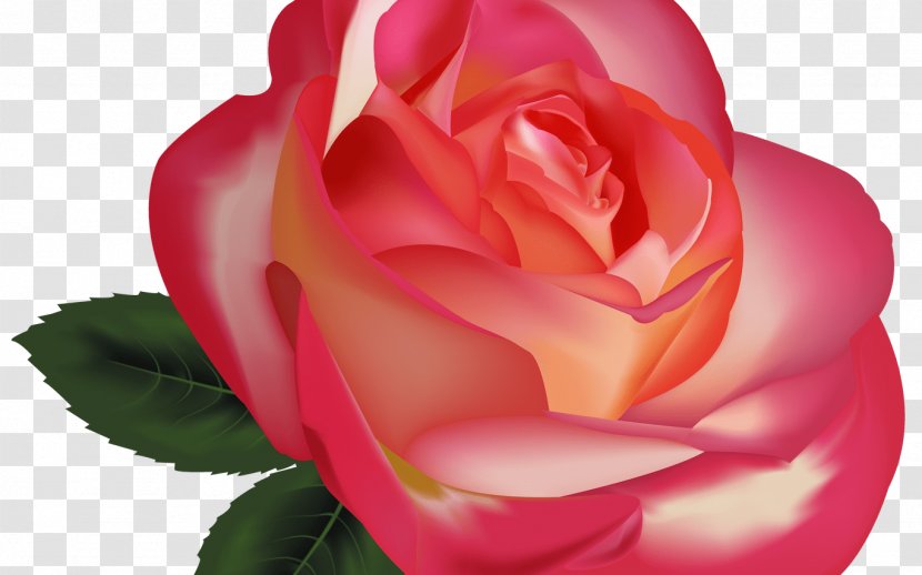 Rose Flower Desktop Wallpaper Clip Art - Red Transparent PNG