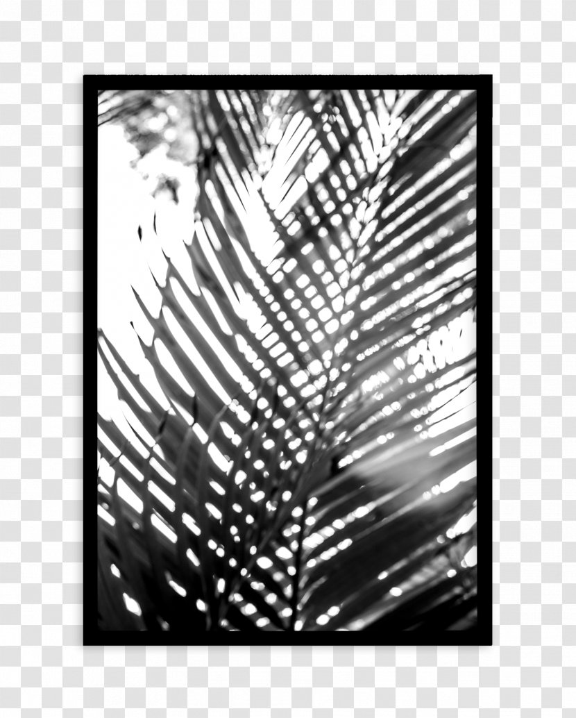 Photography Palm Springs Poster Font Palmier - Tree - Black Blur Transparent PNG