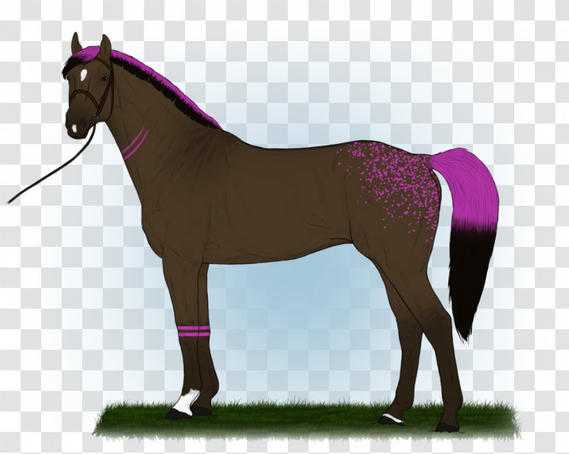 Mane Mustang Stallion Foal Mare Transparent PNG