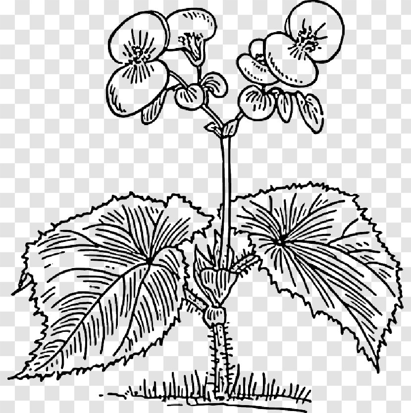 Drawing Clip Art Elatior Begonia Wax - Wildflower - Flower Petal Outline Transparent PNG