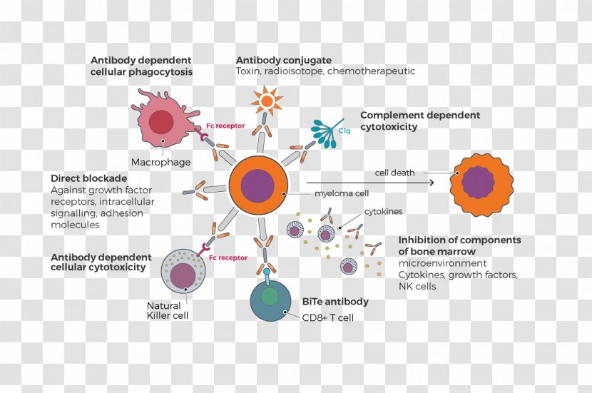 Graphic Design Graphics Macrophage Illustration Immune System - Diagram Transparent PNG