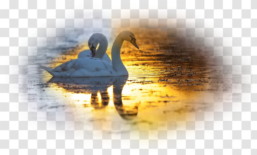 Duck Bird Sunrise Mute Swan Desktop Wallpaper Transparent PNG