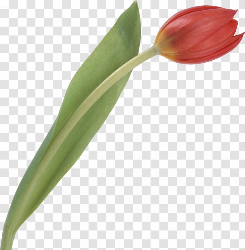 Cut Flowers Plant Tulip Bud - Flower - Tulips Transparent PNG