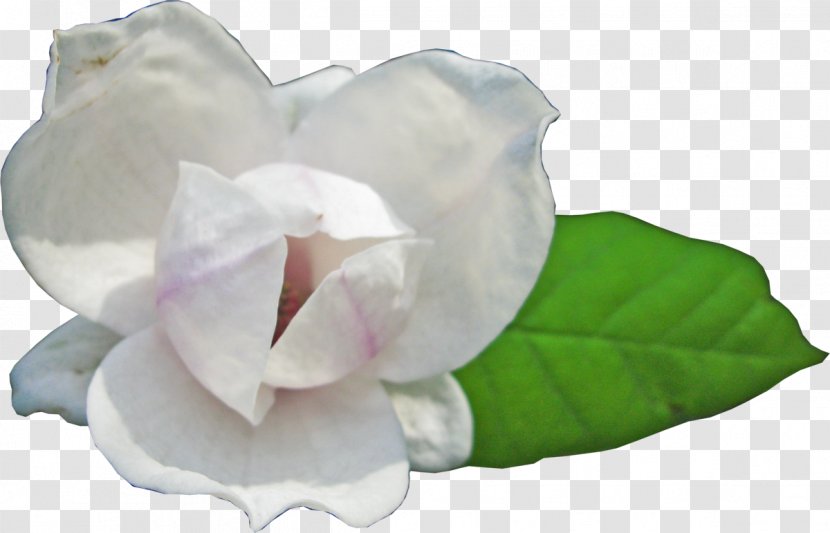 Download Flower Magnolia 23 Transparent PNG