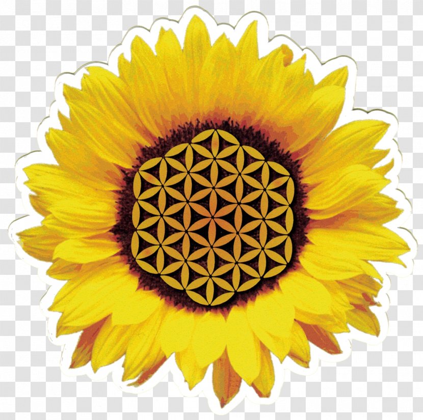 Common Sunflower Desktop Wallpaper Seed Display Resolution - Sunflowers Transparent PNG