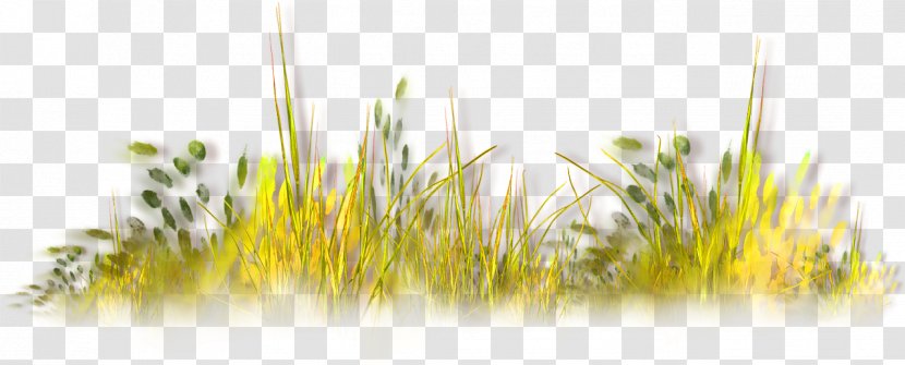 Autumn Grass - Lawn - Yellow Transparent PNG