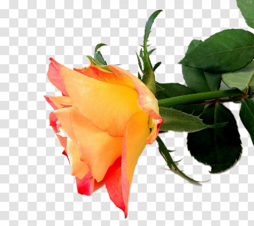 Garden Roses Beach Rose Floribunda Bud Petal - Stockxchng - Creative Transparent PNG