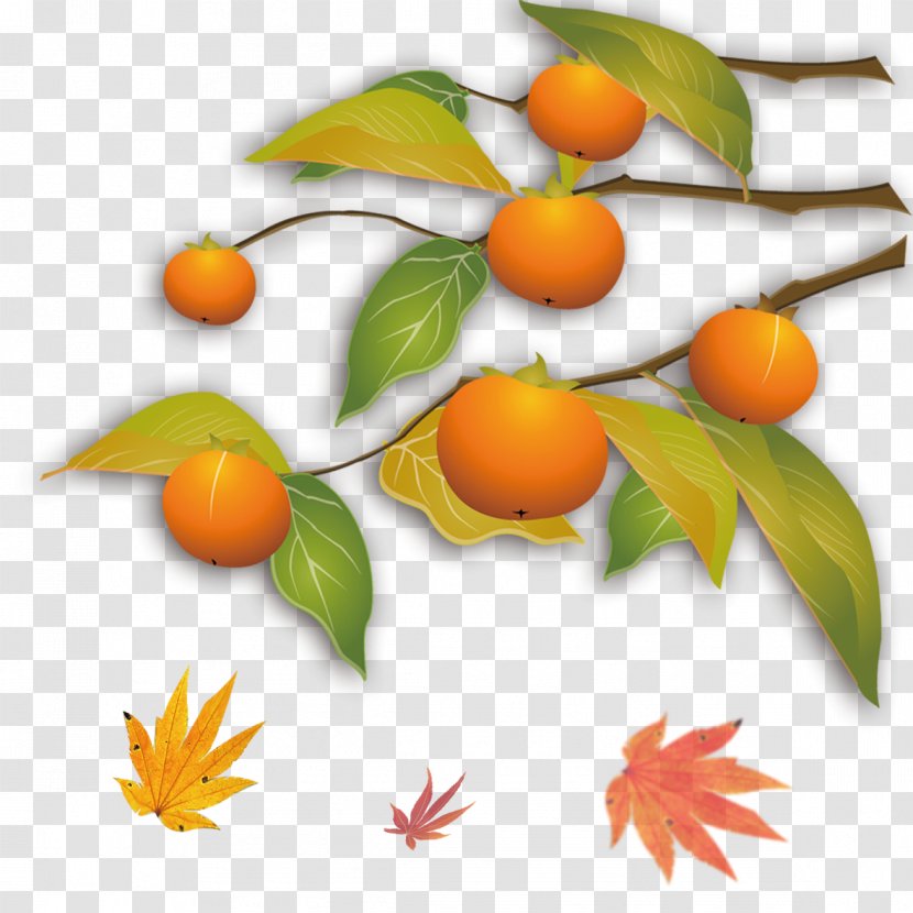 Kumquat Autumn Mandarin Orange Tangerine - Valencia - Maple Leaf Transparent PNG