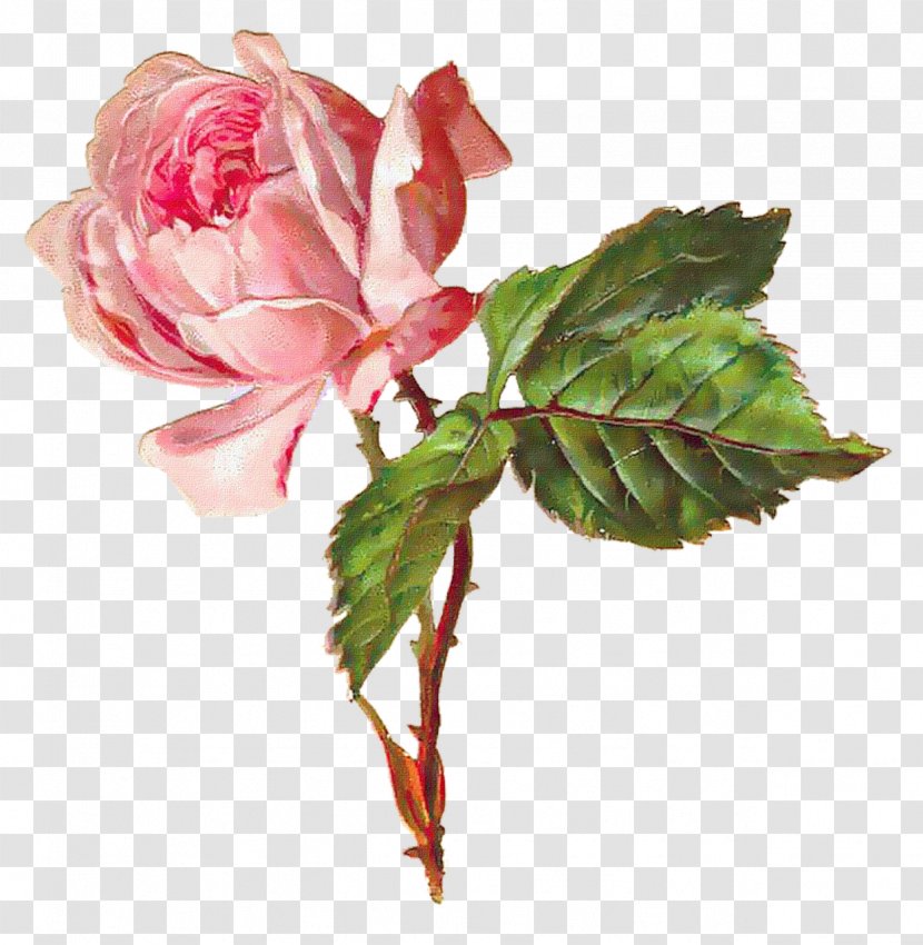 Flower Bouquet Clip Art - Rose Transparent PNG