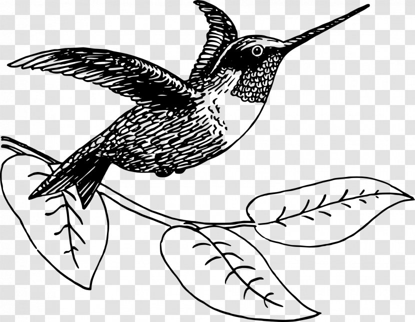 Hummingbird Drawing Clip Art - Artwork Transparent PNG