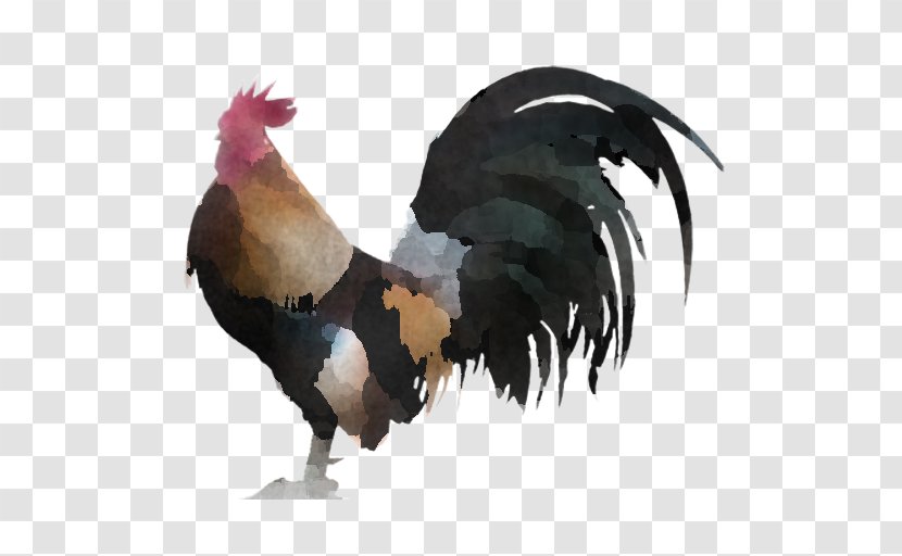 Chicken Bird Rooster Comb Beak - Livestock - Poultry Transparent PNG