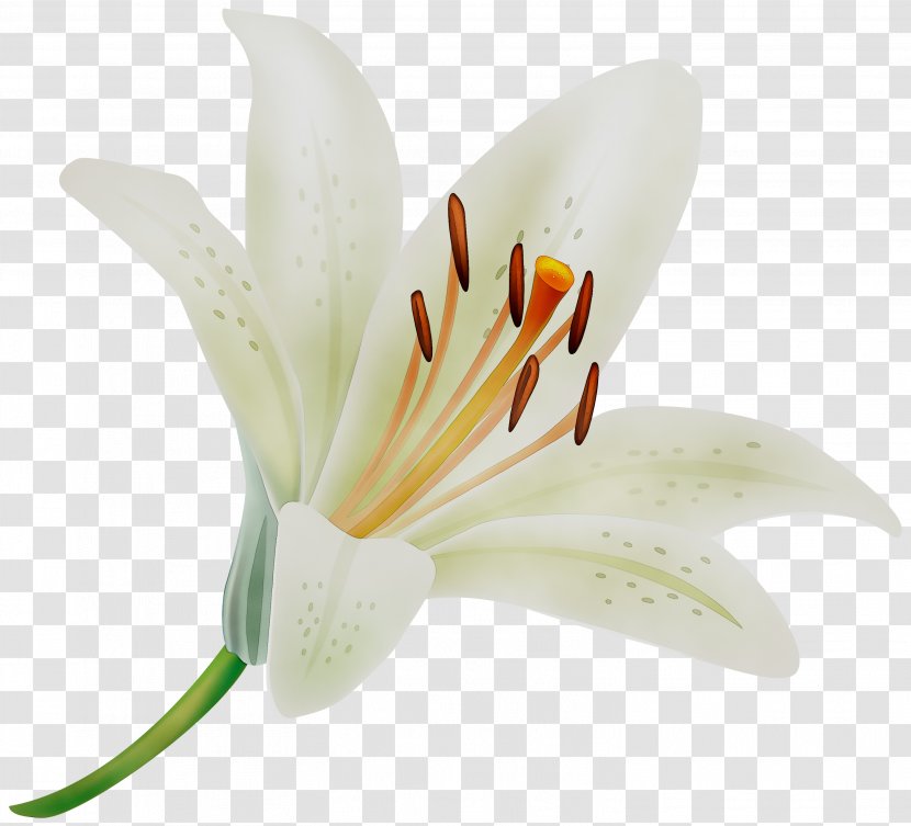 Madonna Lily Clip Art Transparency Image - Family - White Transparent PNG