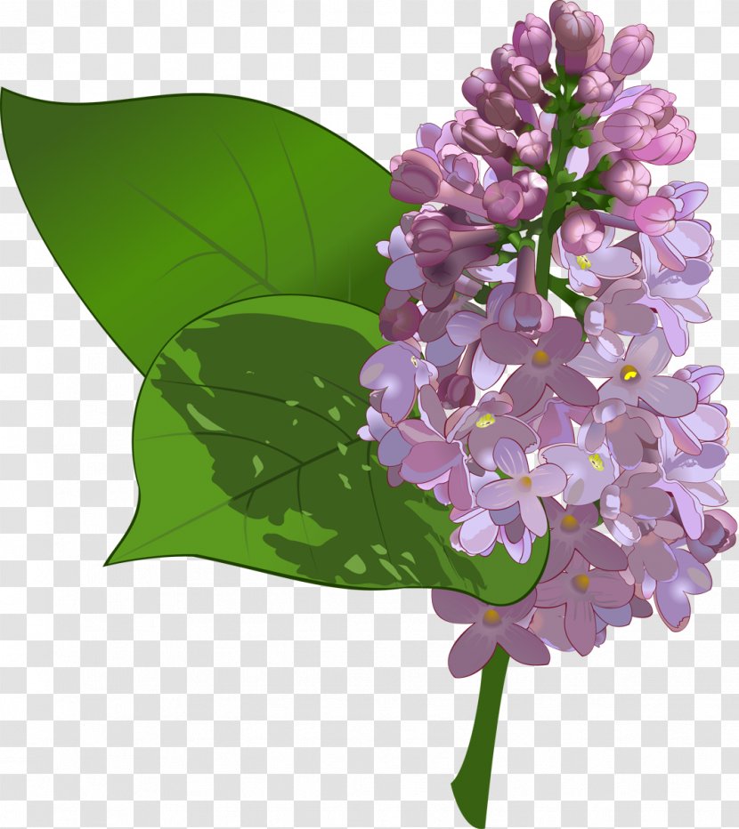 Common Lilac Flower Purple Clip Art - Cut Flowers Transparent PNG