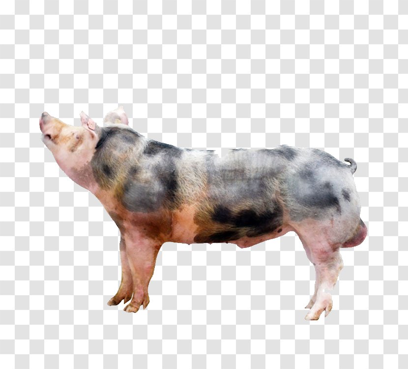 Pixe9train Duroc Pig Animal - Snout - Looking At The Sky Transparent PNG