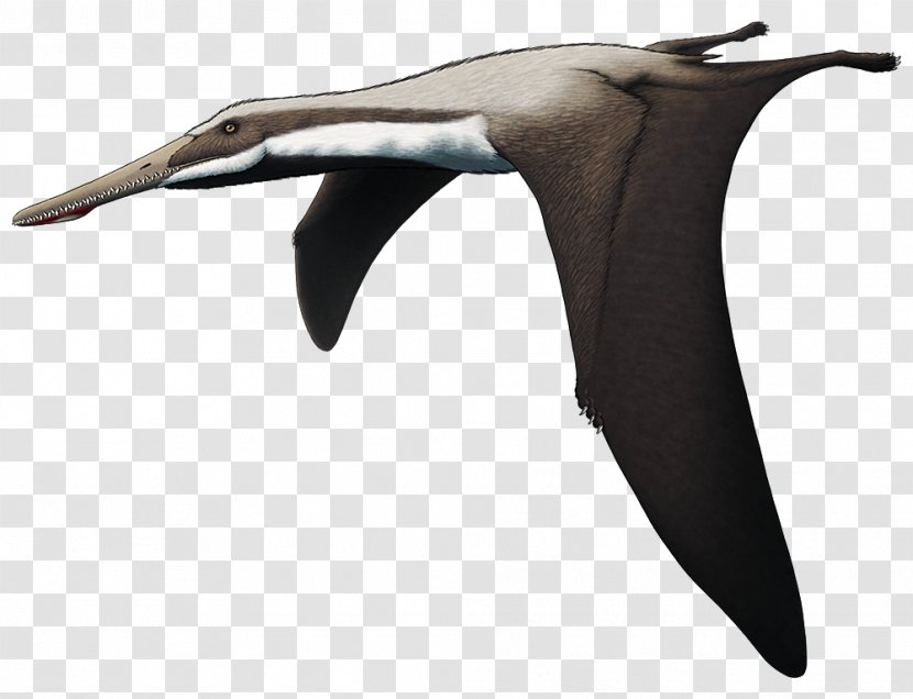 Quetzalcoatlus Pterodactyl Pterosaurs Flight Seabird - Dolphin - Pterosaur Transparent PNG