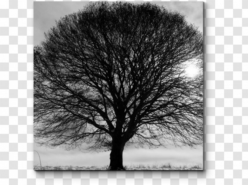 Black And White Branch Tree Stock Photography - Winter Transparent PNG
