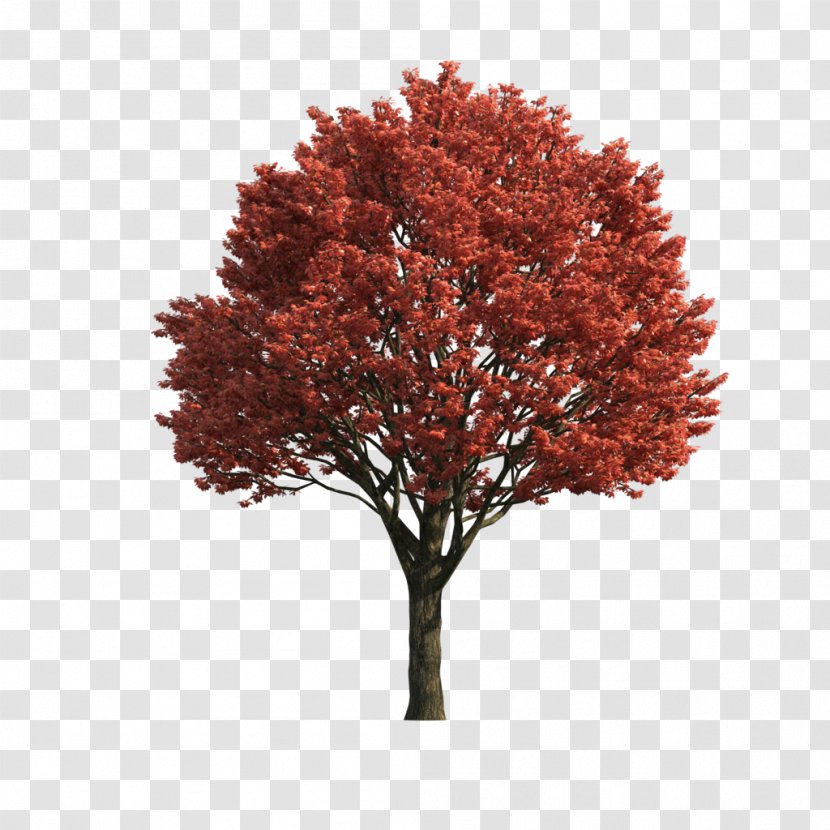 Japanese Maple Acer Japonicum Red Sugar Tree - Silver Transparent PNG