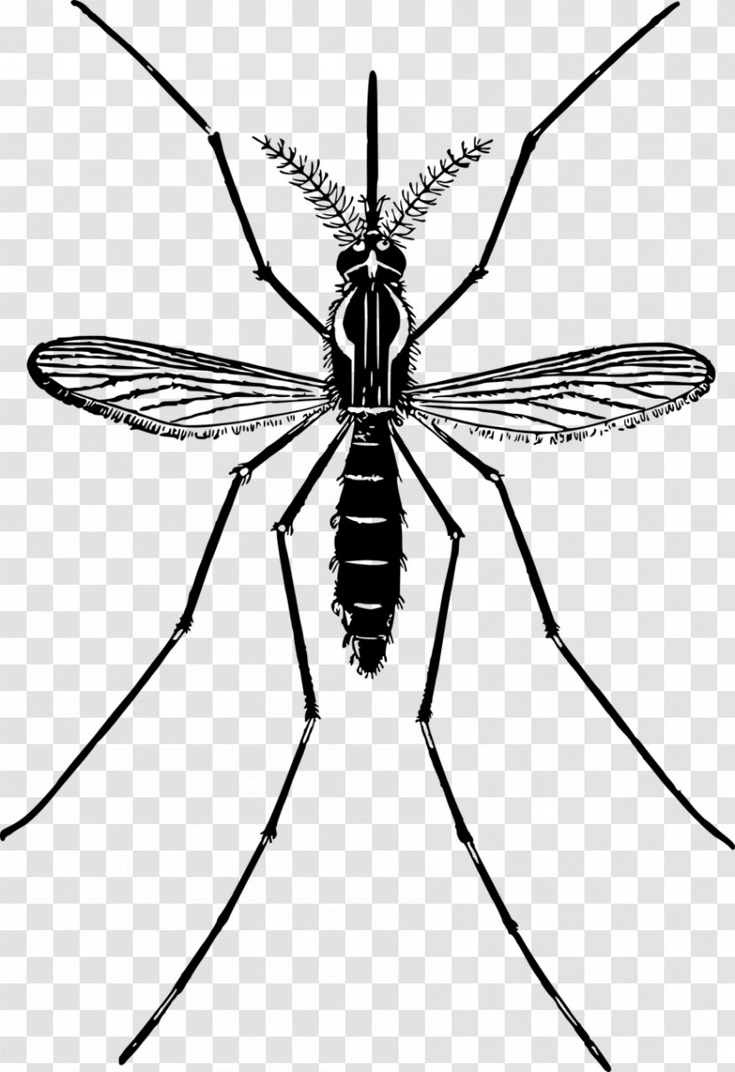 Mosquito Clip Art - Insect Transparent PNG