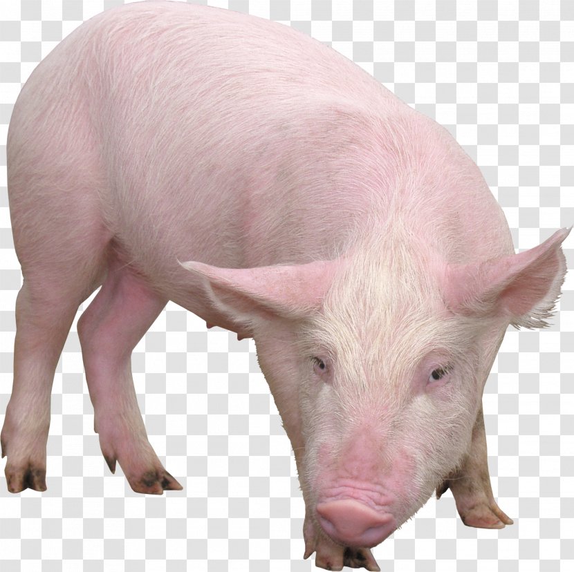 Domestic Pig Wallpaper - Clipping Path - Image Transparent PNG